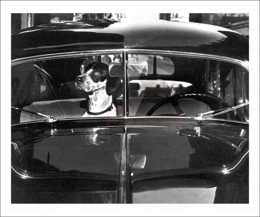 Dog waiting in a car, vintage art photo print reproduction - Vintage Art, canvas prints