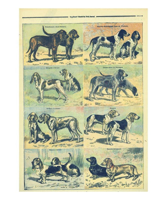 Doggies Breed - Vintage Art, canvas prints