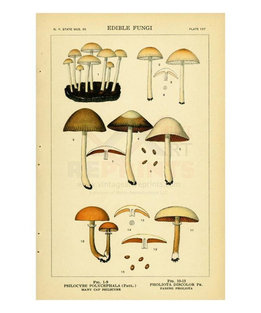 Edible Fungi #127 - Vintage Art, canvas prints