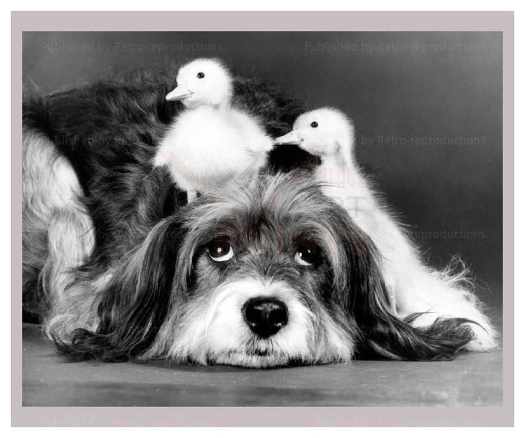 Famous Dog Resting with baby birds - Vintage Art, canvas prints