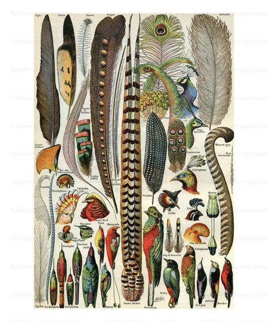 Feathers - Plumes, Giclee Art Print - Vintage Art, canvas prints