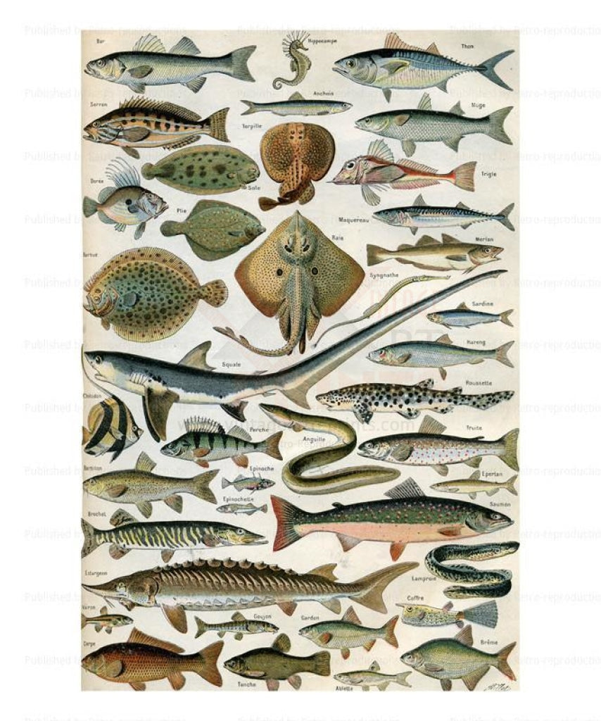 Fish - Poissons, Giclee Art Print - Vintage Art, canvas prints