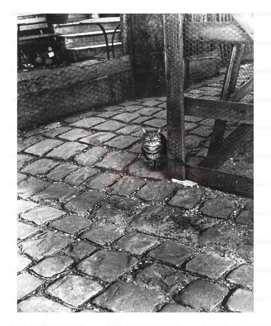 French cat sitting in a courtyard, vintage art photo print reproduction - Vintage Art, canvas prints