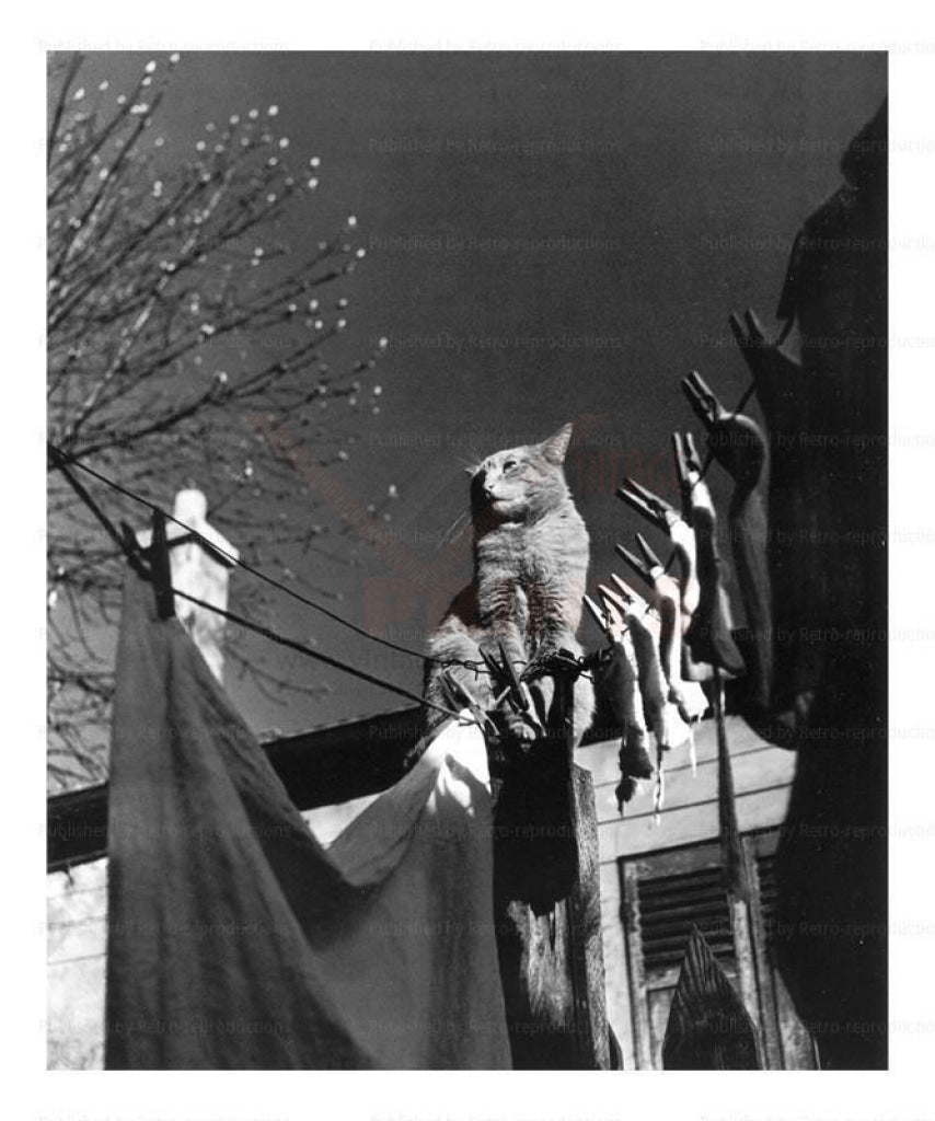 French cat sitting on a rooftop, vintage art photo print reproduction - Vintage Art, canvas prints