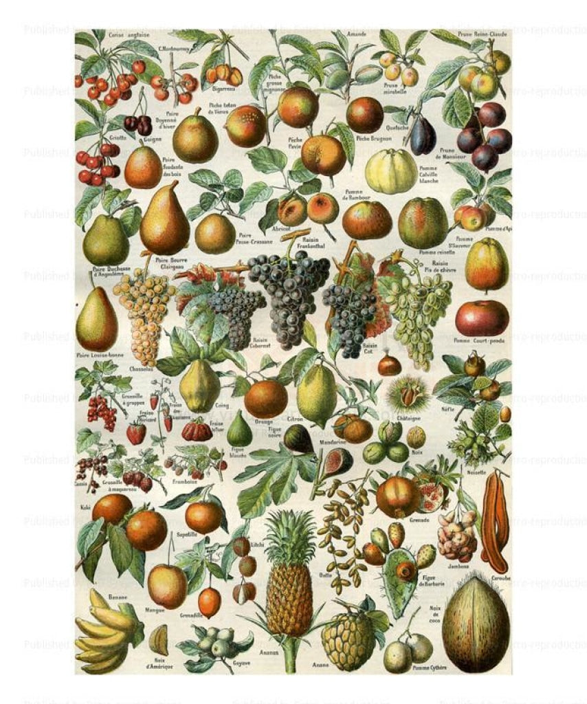 Tropical fruits Vintage Art
