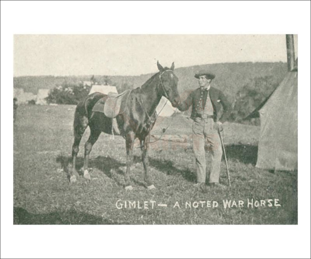 Gimlet the war horse of the Potomac - Vintage Art, canvas prints