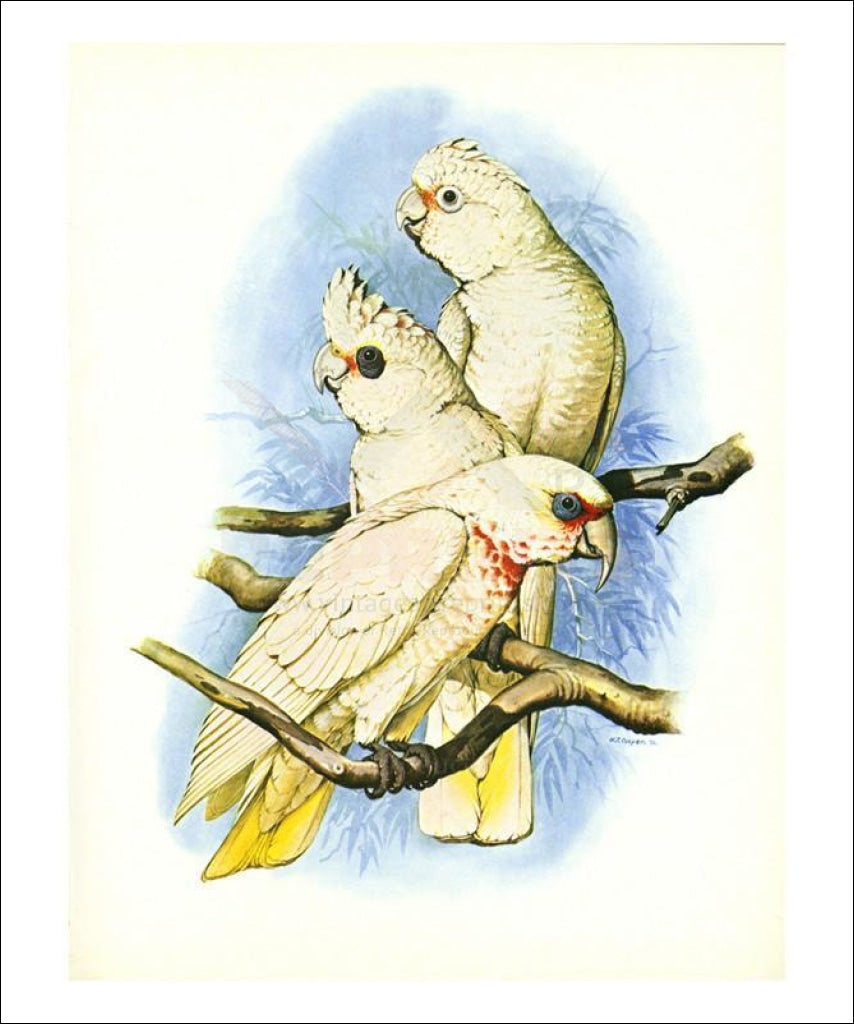 Goffin's Cockatoo no. 121 - Vintage Art, canvas prints