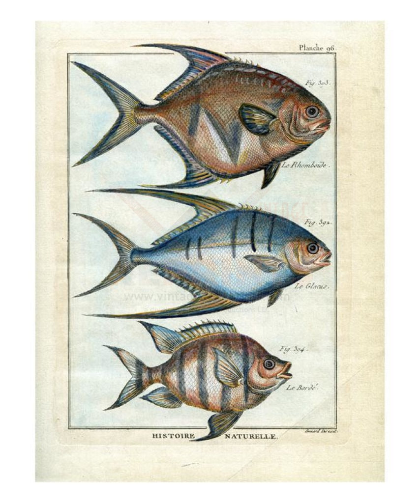 Histoire Naturelle - Vintage Art, canvas prints, fishes