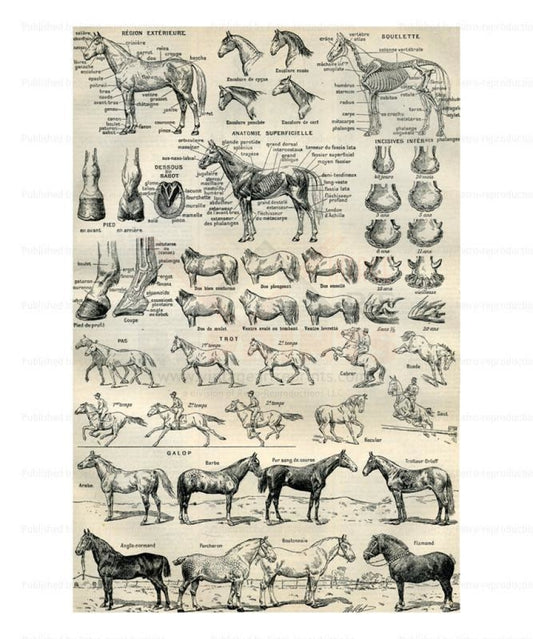 Horses - Cheval, Art Print - Vintage Art, canvas prints