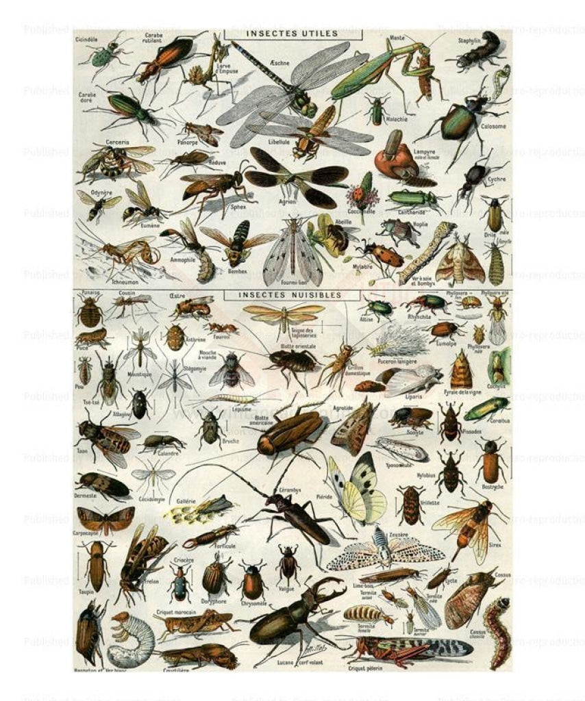 Insectes, Art Print - Vintage Art, canvas prints