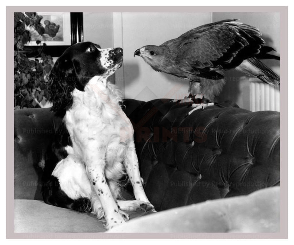 Jagger the Tawny Eagle and his Friend the Spaniel - Vintage Art, canvas prints