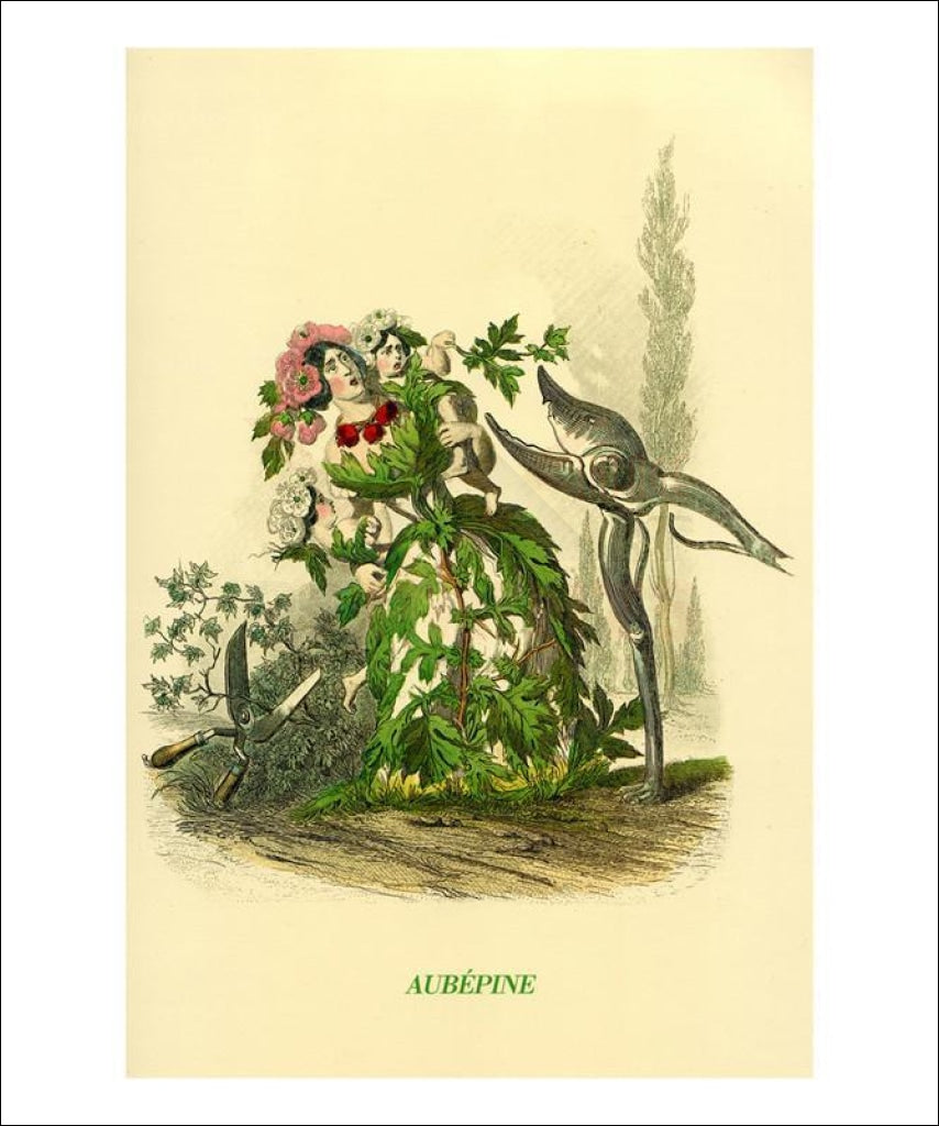 Aubepine, Hawthorn, Animated flower, Art print - Vintage Art, canvas prints