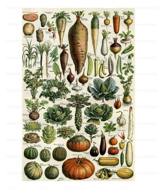 Legumes - Vegetables, Art Print - Vintage Art, canvas prints