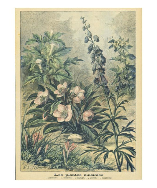 Les Plantes Nuisibles - Vintage Art, canvas prints
