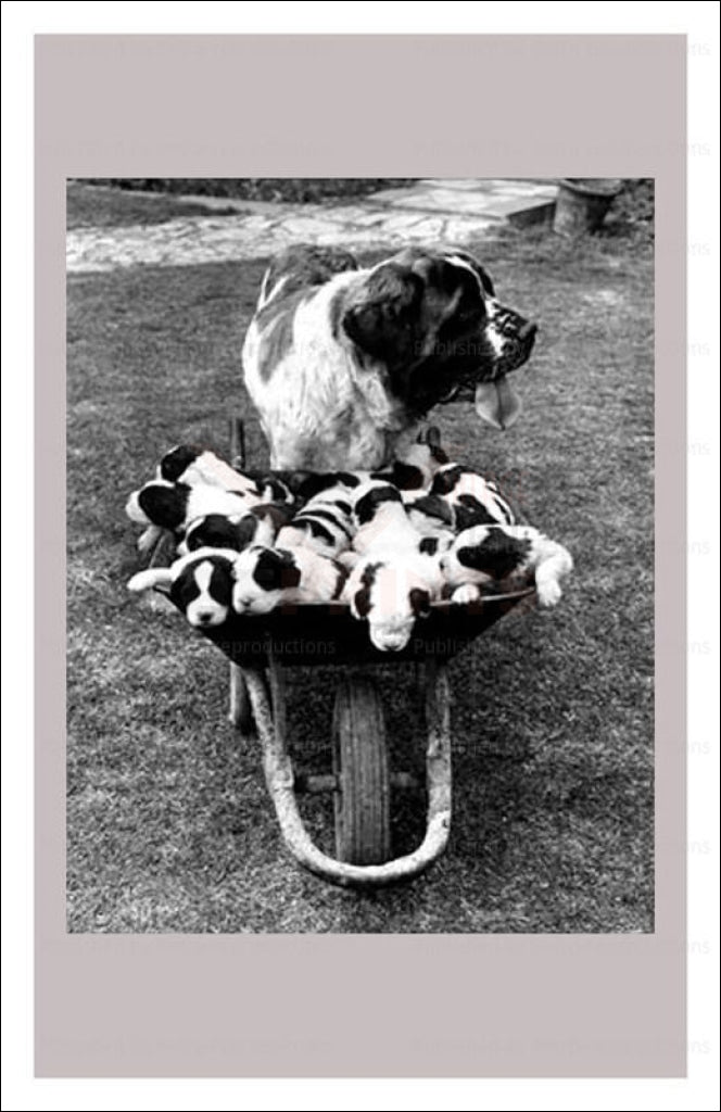 Mama Dog showing off her litter, dogs, vintage art photo print reproduction - Vintage Art, canvas prints
