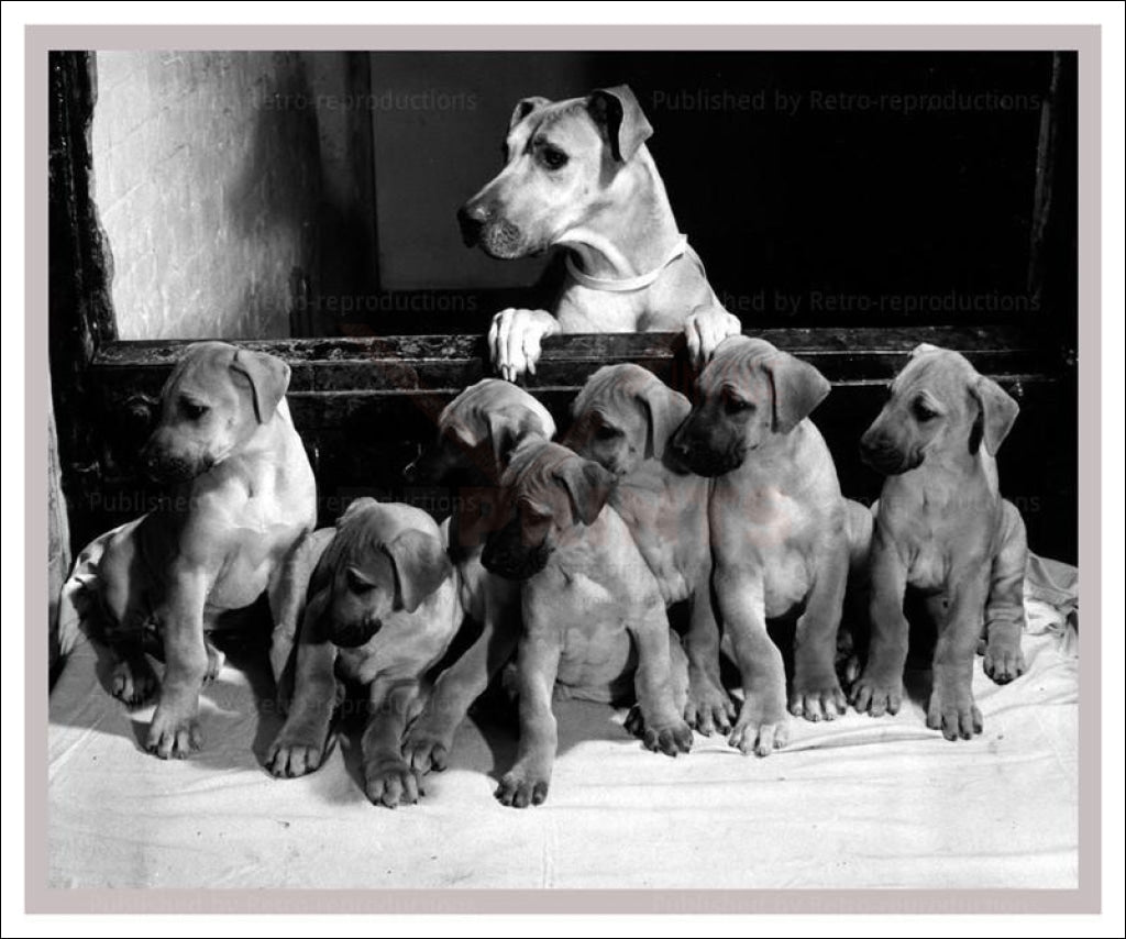 Mama Yank showing off her litter, dogs, vintage art photo print reproduction - Vintage Art, canvas prints