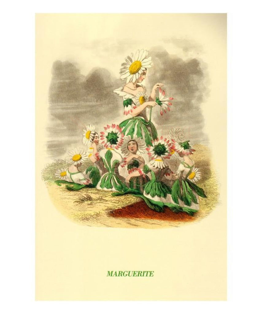 Marguerite - Vintage Art, canvas prints