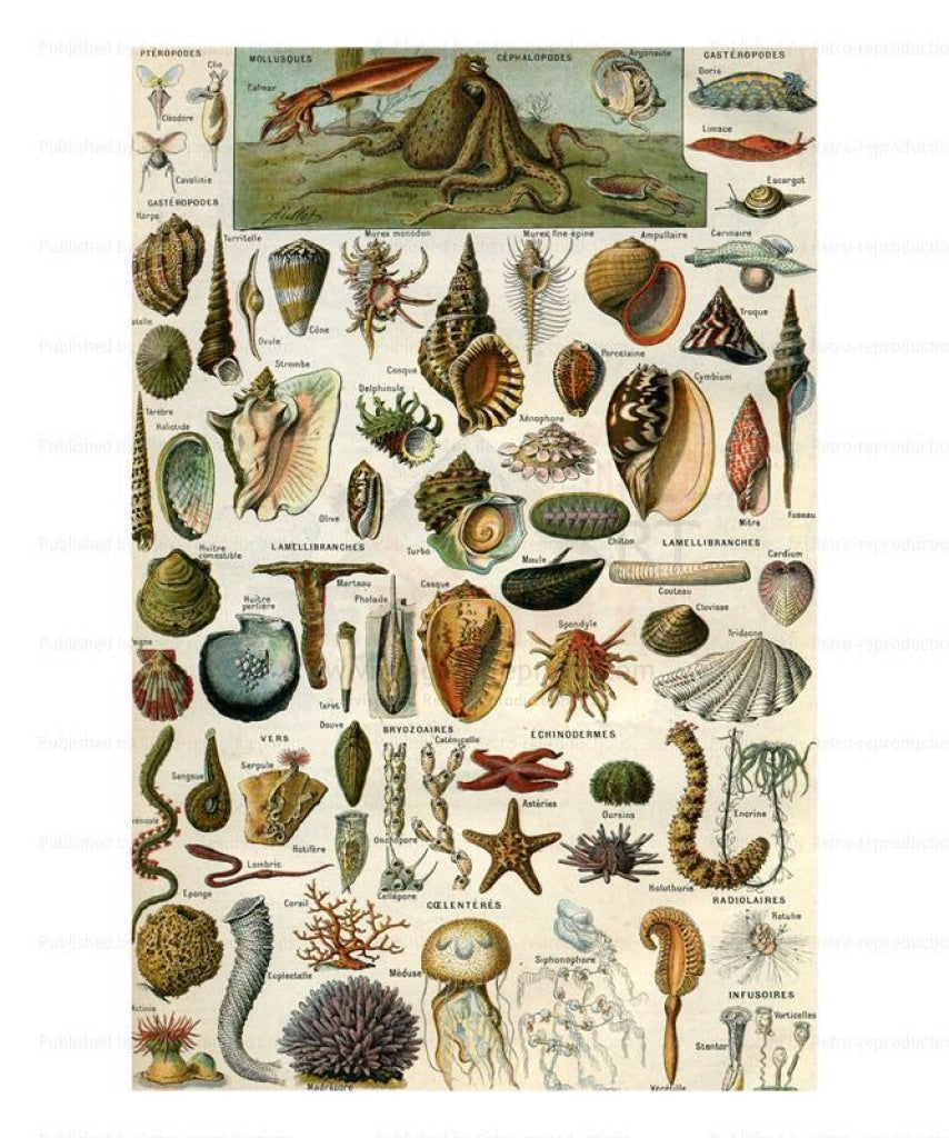 Mollusques, Art Print - Vintage Art, canvas prints