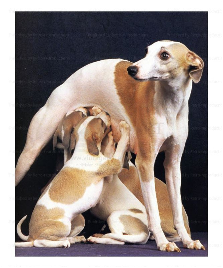 Mom and her pups, dogs, art print - Vintage Art, canvas prints