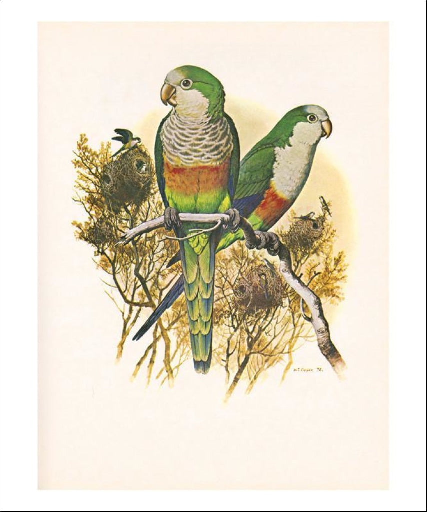 Monk Parakeet no. 461, perrot, art print - Vintage Art, canvas prints