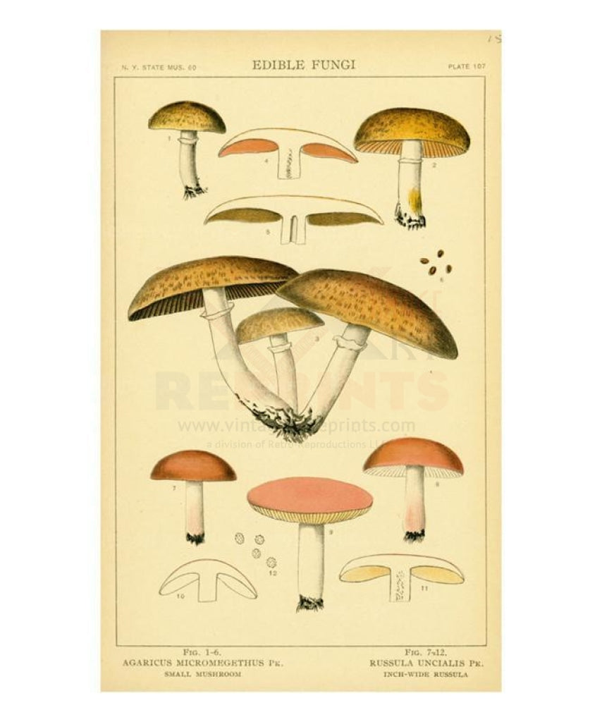 Mushroom Edible Fungi - Vintage Art, canvas prints