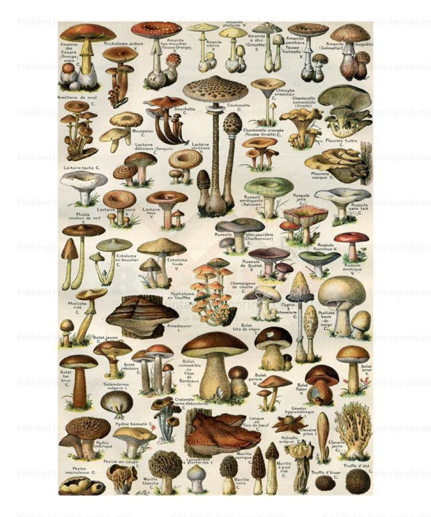 Mushrooms 1855, Art Print - Vintage Art, canvas prints