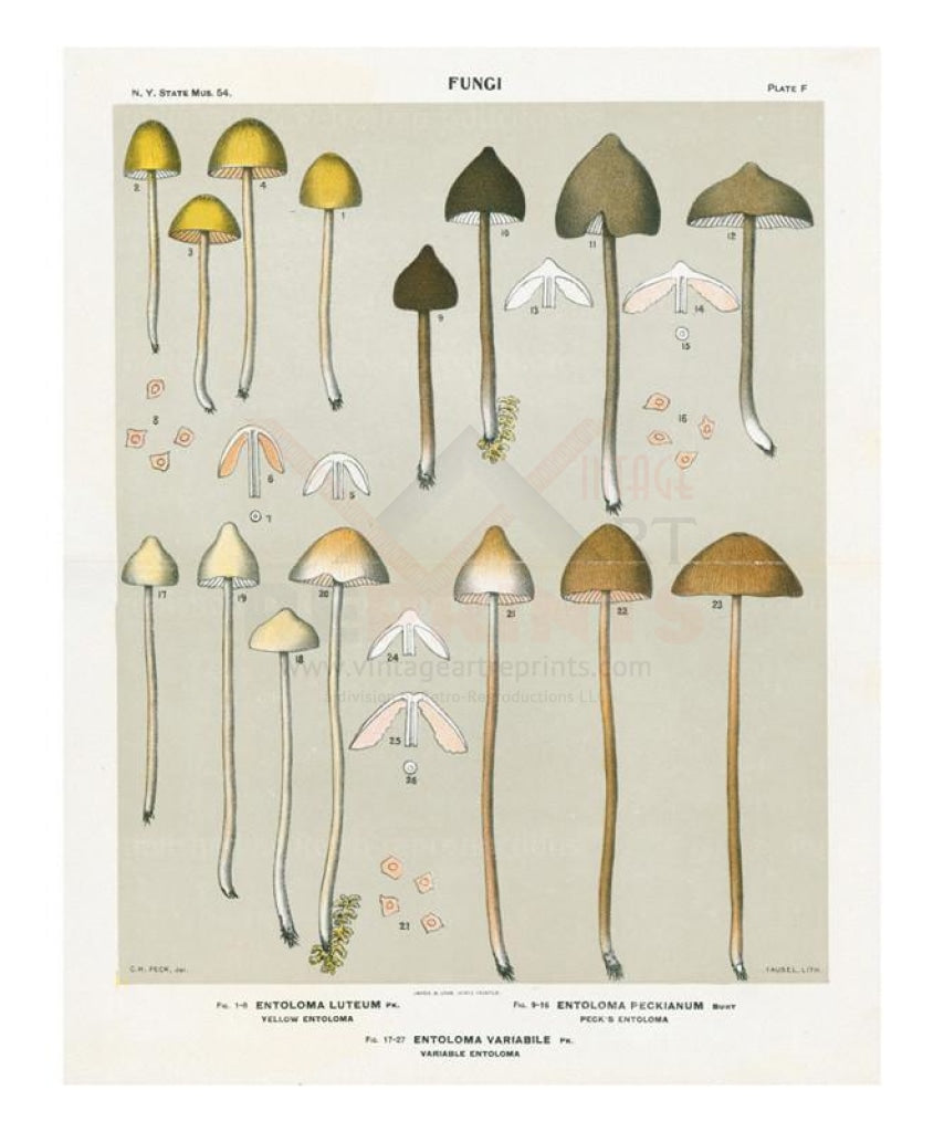 Mushrooms 2 - Vintage Art, canvas prints