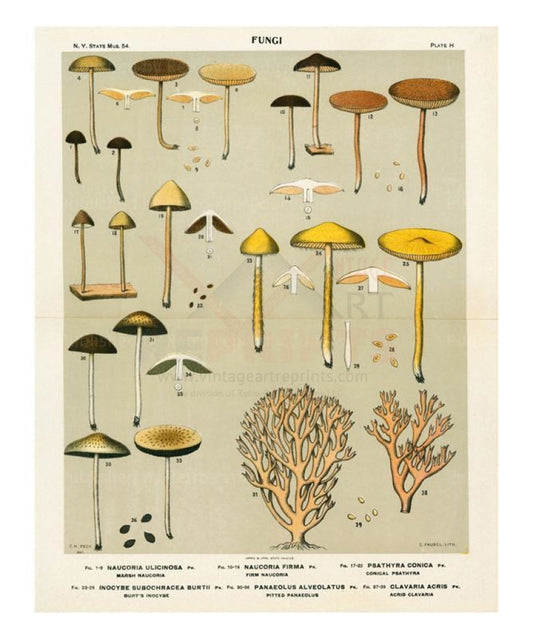 Mushrooms 3 - Vintage Art, canvas prints