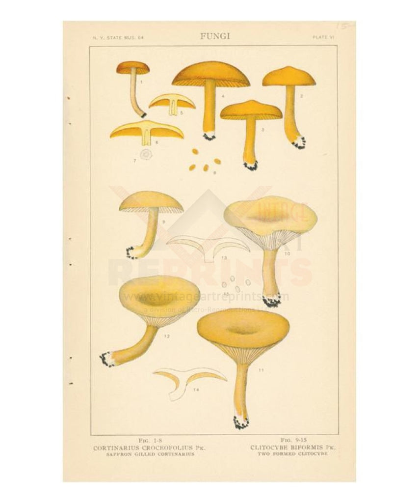 Mushrooms - Vintage Art, canvas prints