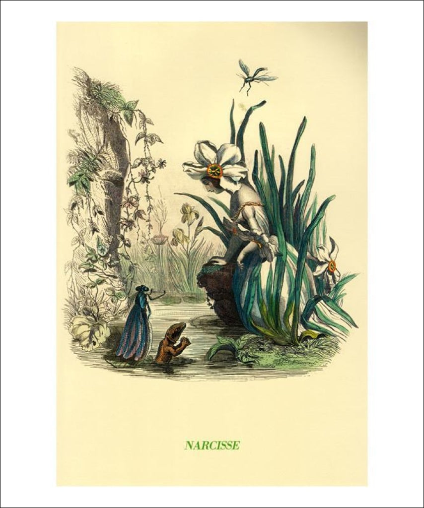 Narcisse - Vintage Art, canvas prints