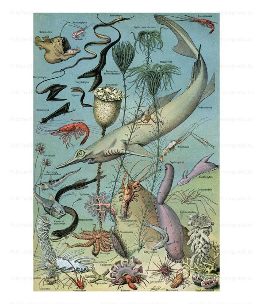 Oceanography, Giclee Art Print - Vintage Art, canvas prints