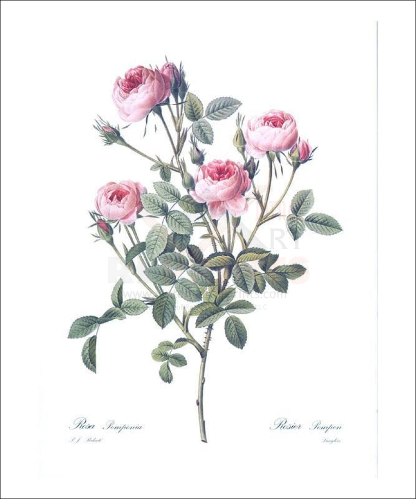 Pink Roses - Vintage Art, canvas prints