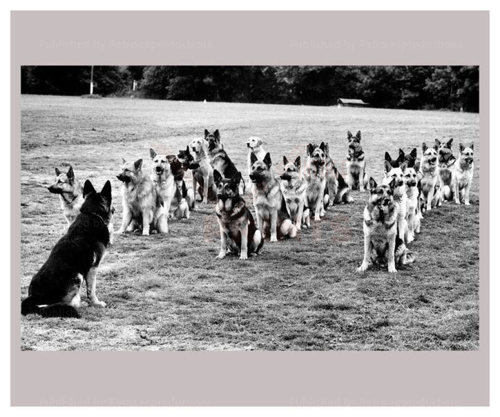 Police Dogs on Parade - Vintage Art, canvas prints