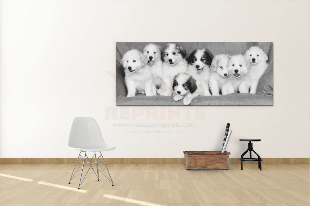 France Pyrenees Puppies Photographic Digital Print