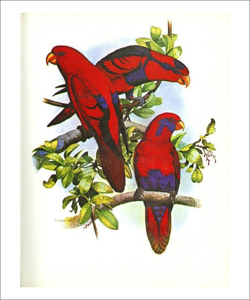 Red and Blue Lory no. 53 - Vintage Art, canvas prints