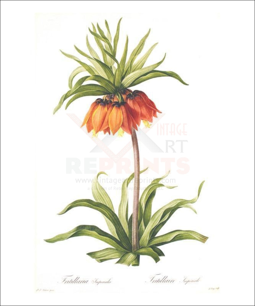 Redoute Fritillaria Imperialis - Vintage Art, canvas prints