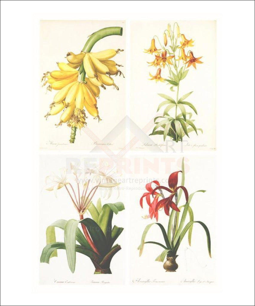 Redoute Group of 4 Lillys - Vintage Art, canvas prints