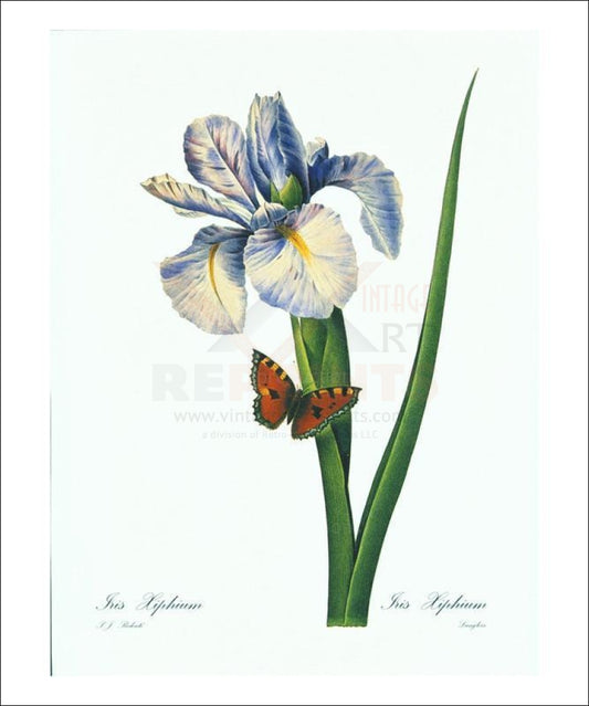 Redoute Iris Hiphium - Vintage Art, canvas prints