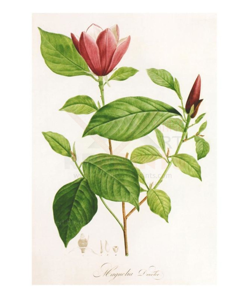 Redoute Magnolia Discolor - Vintage Art, canvas prints
