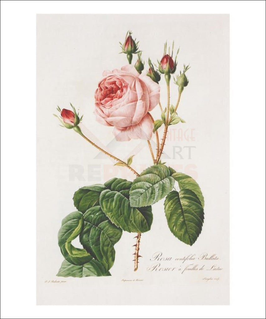 Redoute Rosa Centifolia Bullata - Vintage Art, canvas prints