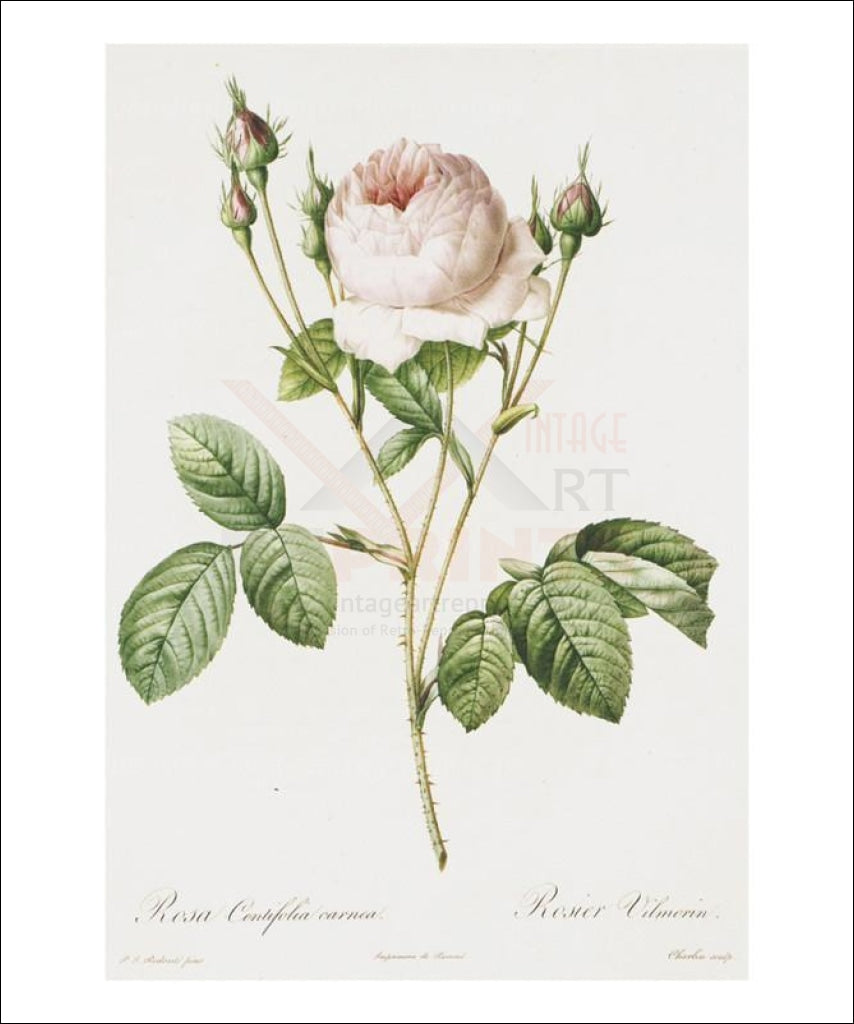 Redoute Rosa Centifolia Carnea - Vintage Art, canvas prints