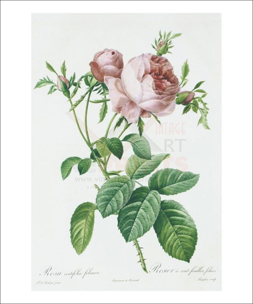 Redoute Rosa Centifolia foliacea - Vintage Art, canvas prints