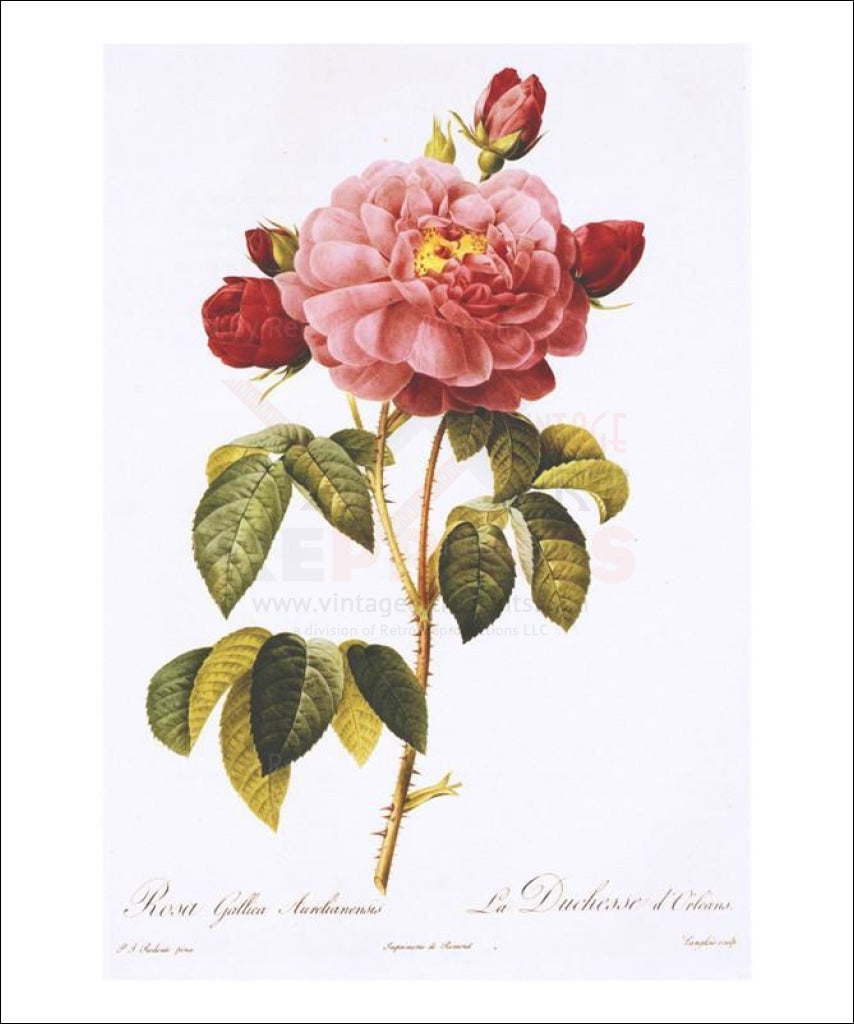 Redoute Rosa Gallica Aurelianensis - Vintage Art, canvas prints
