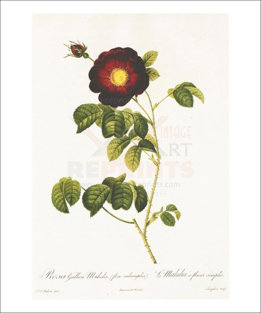 Redoute Rosa Gallica Maheka, Flower, Art Print - Vintage Art, canvas prints