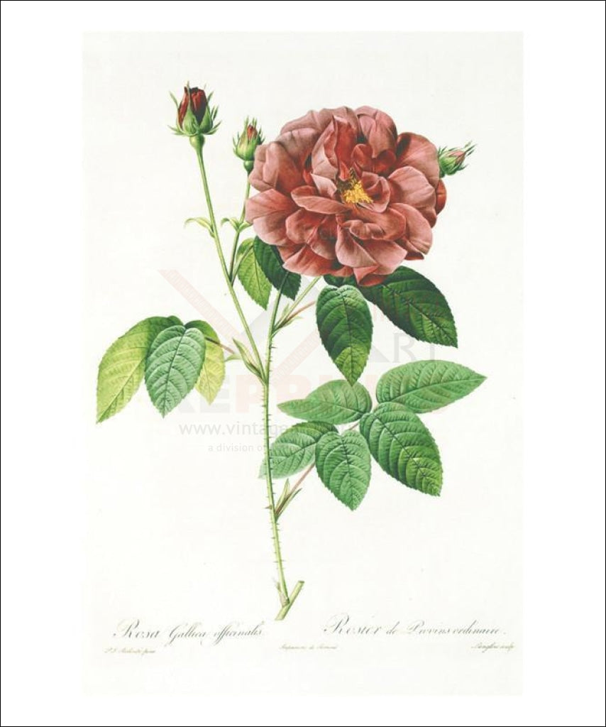 Redoute Rosa Gallica Officinalis, Flower, Art Print - Vintage Art, canvas prints