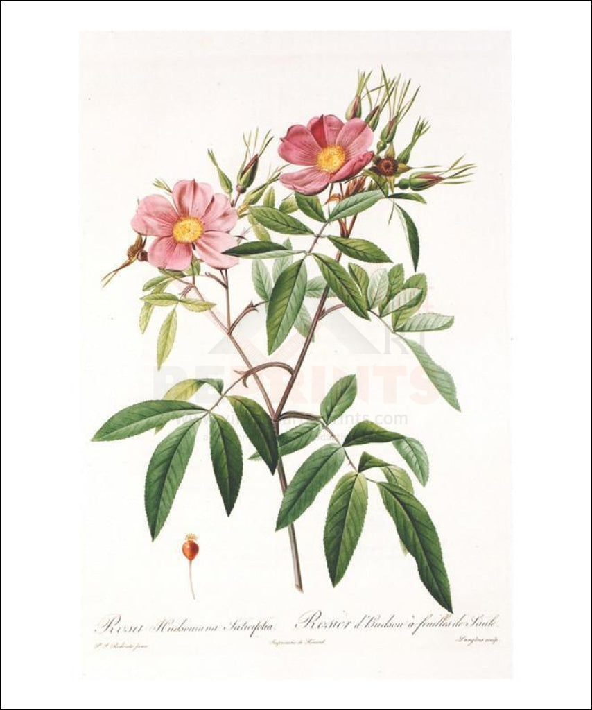 Redoute Rosa Hudsoniana Salicifolia, FLOWER, art Print - Vintage Art, canvas prints