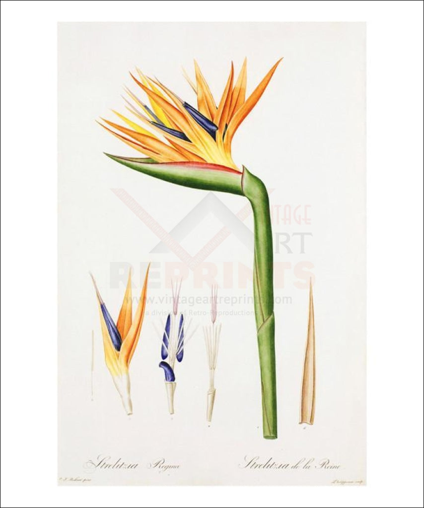 Redoute Strelitzia Regina, Flower, Art Print - Vintage Art, canvas prints