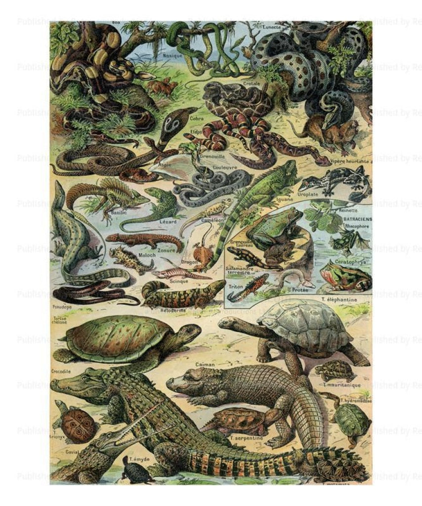 Reptiles, Giclee Art Print - Vintage Art, canvas prints