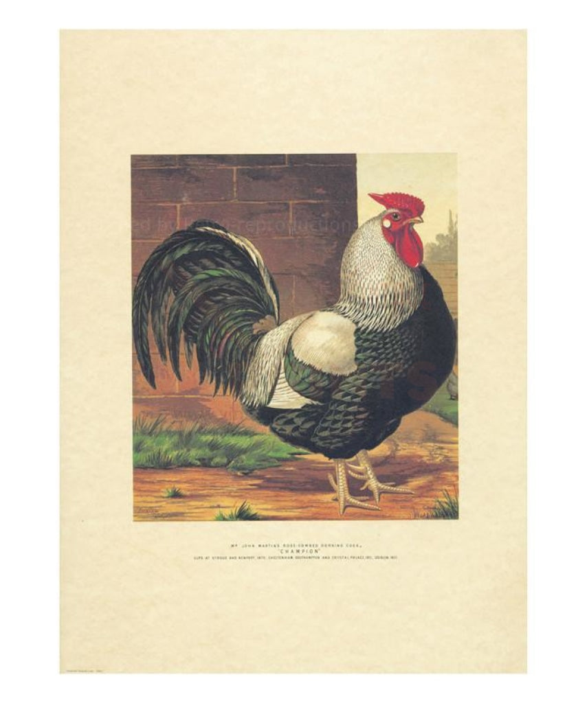 Rose-Combed Dorking Cock - Vintage Art, canvas prints
