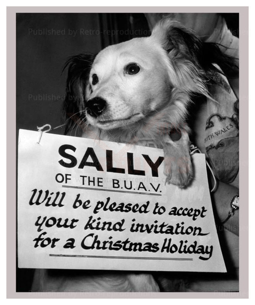 Sally Orphan Lonely dog - black and white photography, digital giclee print repr - Vintage Art, canvas prints